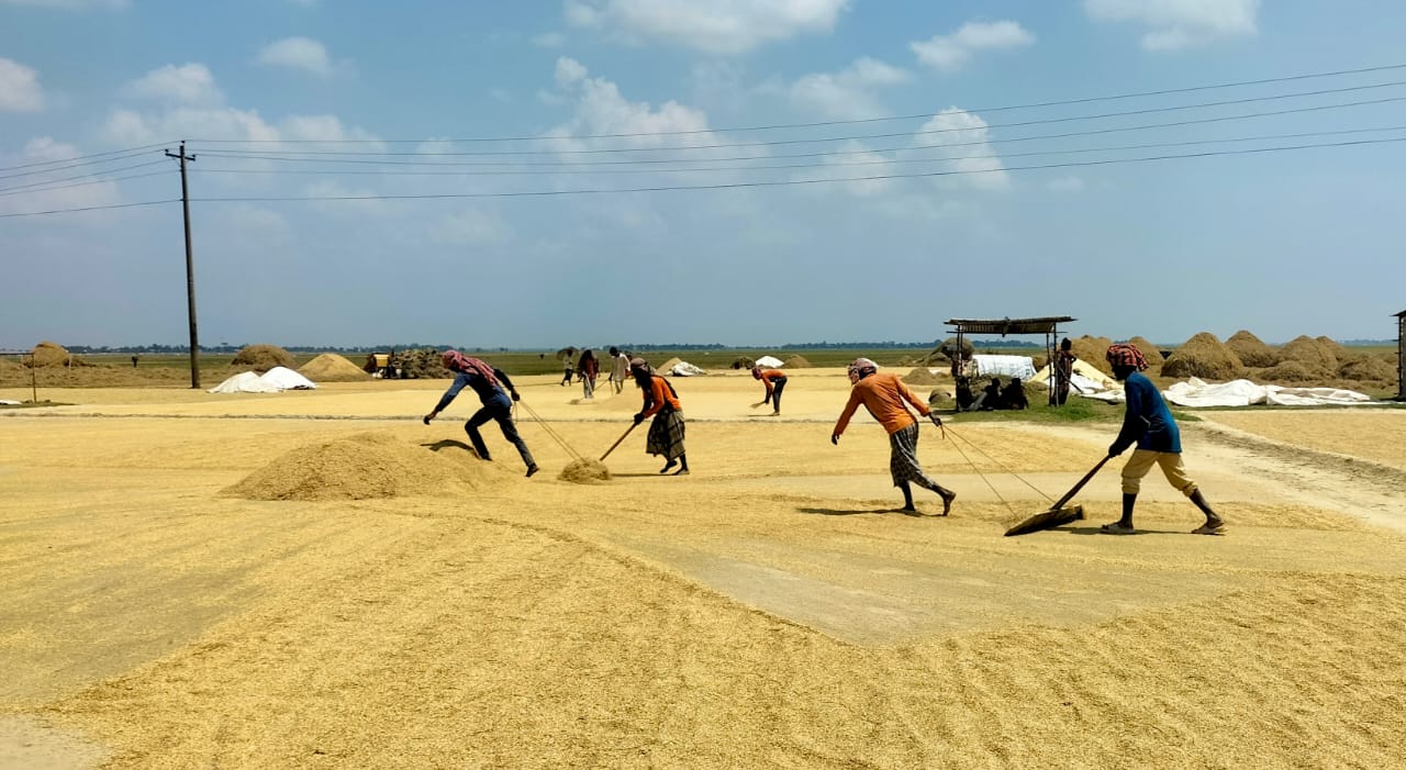 জামালগঞ্জে বোরো ধানের বাম্পার ফলন, কৃষকের মুখে হাসি