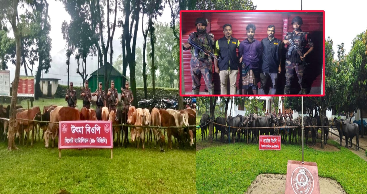 সিলেটের সীমান্তে বিজিবির উপর হামলা: ১ চোরাকারবারি আটক : দুই কোটি টাকার গরু-মহিষ উদ্ধার