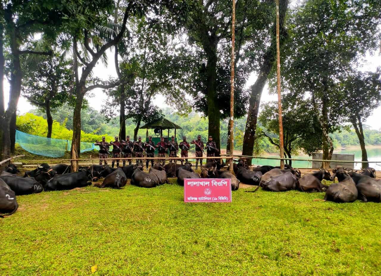 সিলেট সীমান্তে কোটি টাকার মহিষ জব্দ