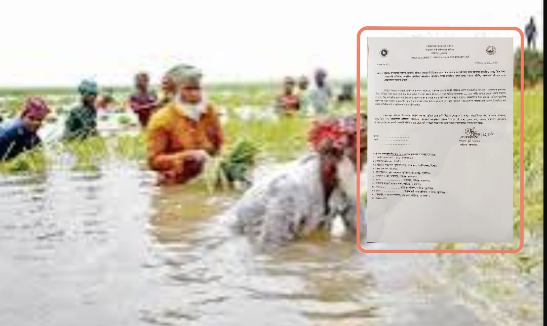 শান্তিগঞ্জে জলাবদ্ধতায় বোরো ধান কাটায় সংকট, স্বেচ্ছাসেবী সহায়তার আহ্বান
