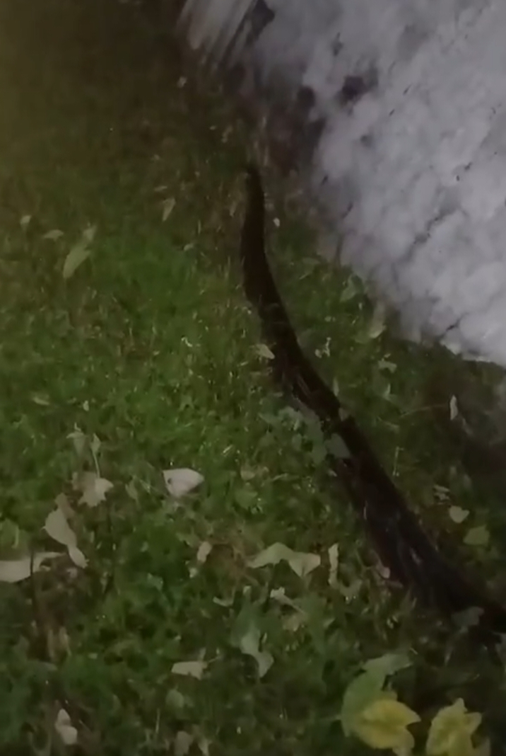 সুনামগঞ্জে লোকালয়ে দেখা মিলল বিরল প্রজাতির অজগর, হাজীপাড়ায় আতঙ্ক মোঃরফিকুল ইসলাম সোহাগ
